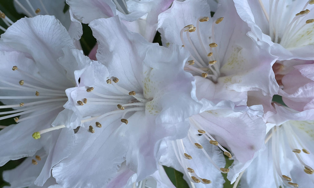 rhododendrons close up