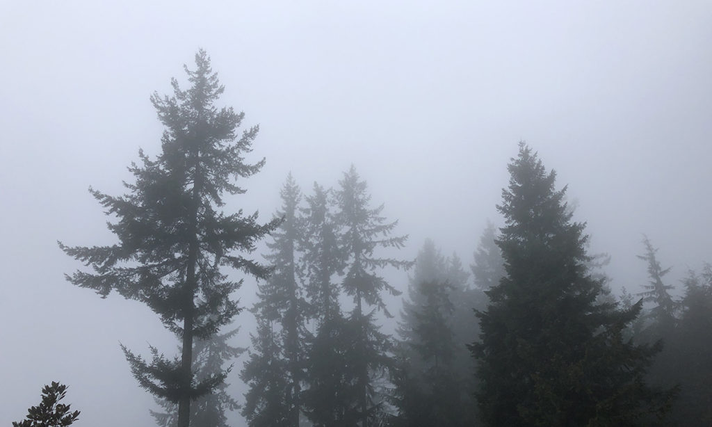 west coast trees and fog